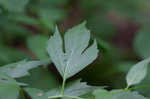 Cutleaf coneflower